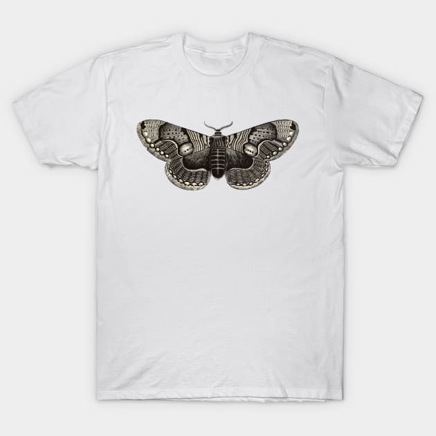 Brahmaea Moth - Vintage Illustrated Insect T-Shirt by maxberube